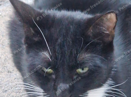 One cat