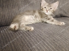 Gorgeous girl