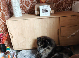 Male chow chow
