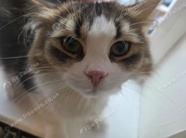 Rehoming my cat kiwi