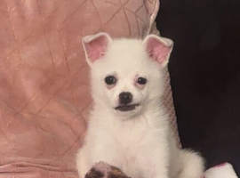 Chihuahua Pomeranian mixed