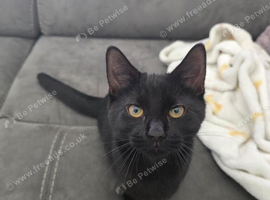 Black Beautiful Natured Kitten (Ready To Go)