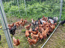 Cherry valley ducks