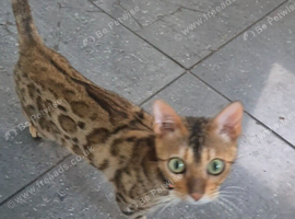 Bengal female tica registered