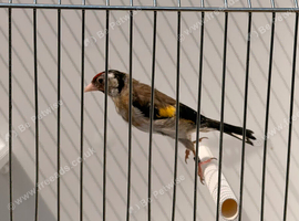 Males goldfinches available