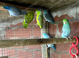 Lovebirds cocktails parrotlets