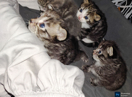 mixed babies for sale