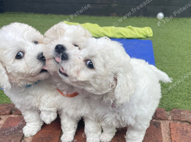 Adorable Bichon frise