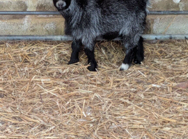 Predigee pygmy goat