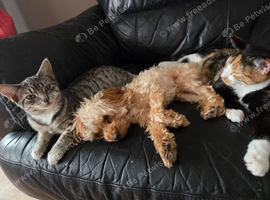 5 months old kittens