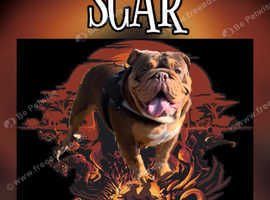 Beautiful dog for stud