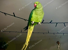 Bonded pair of Ringnecks