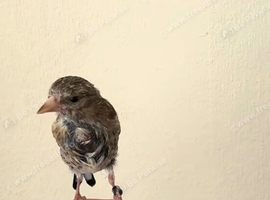 Baby goldfinch