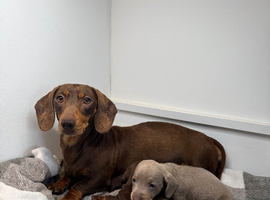 Miniature dachshunds