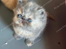 Persian/exotic kittens
