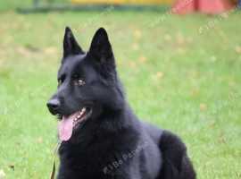 German Shepard working dog for stud