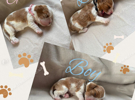 Stunning HEALTH TESTED cavalier pups