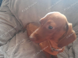 2 dachshund