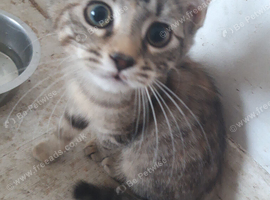 Kittens ready for their new homes