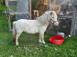 Beautiful few spot mare