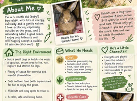 Baby bunny