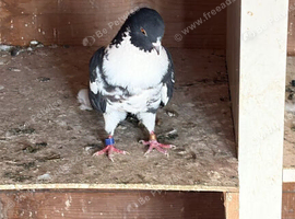 5 Pigeons available in Leicester. See pictures. Various different birds.