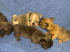 French bulldog pups