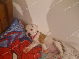 Female puppy