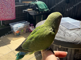 Hand tame beautiful love birds