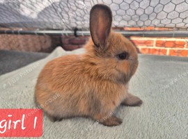 ️ stunning babies ready to reserve