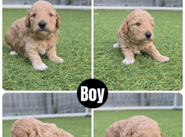 Beautiful Parti Toy Poodle Puppies &ndash; 1 Boy & 1 Girl Available