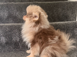Chocolate and tan merl male