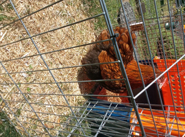 Chickens
