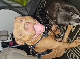 Pocket bully for rehome