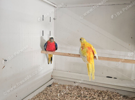 Turquoisine grass parakeets