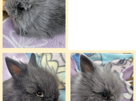 3 pure bred baby lionhead bunnies