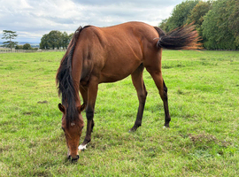Yearling Filly