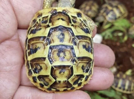 Healthy WESTERN HERMANNS [ DWARF HERMANNS