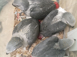 Hand reared baby African greys