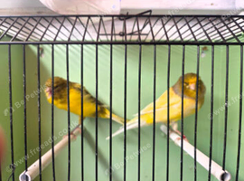 Yorkshire canary
