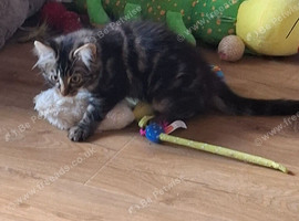 Tabby fluffy Kitten