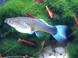 Guppy, Guppies tropical fish in Bridgwater