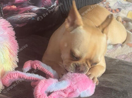 French bulldog