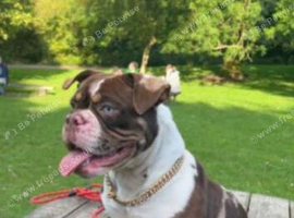 Gorgeous 2 year old female pocket bully