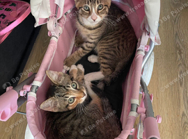 2 tabby kittens
