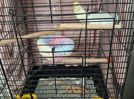 For sale baby budgie