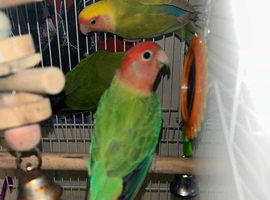 Breeding pair love birds