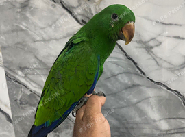 Friendly Baby Handreared Super Tame Cuddly Eclectus Parrot,1