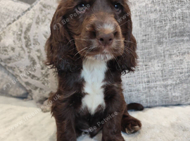 ️  READY NOW KC Chocolate Show Type Cocker Puppies️
