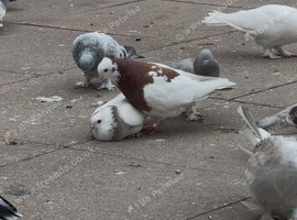 Iranian pigeon